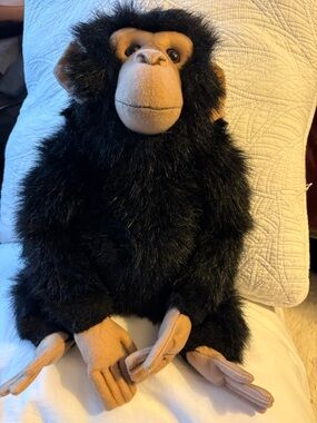 Hansa sitting chimp